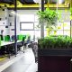 plantes d’intérieur