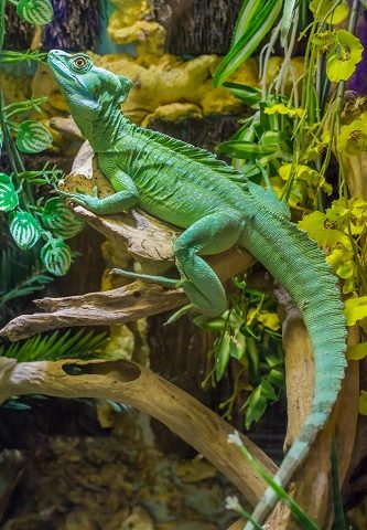 éclairage reptile pour terrarium