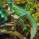 éclairage reptile pour terrarium